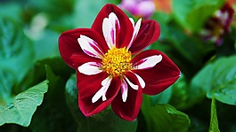花,植物區(qū)系,自然