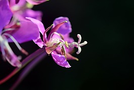 epilobium,開花,花