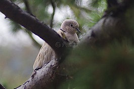 鳥,鴿子,捉住了