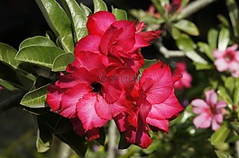 花,沙漠玫瑰,熱帶