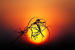 日落,太陽,廠