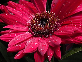 非洲菊,雛菊,花