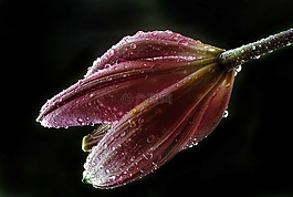 百合,芽,花瓣