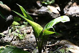 葉,植物,綠色