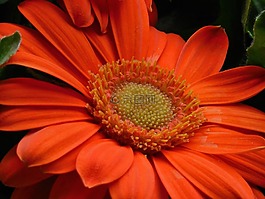 非洲菊,雛菊,花