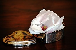 開(kāi)花,母親節(jié),玉蘭