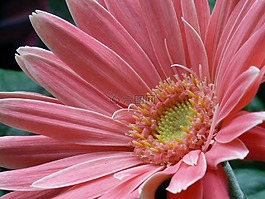 非洲菊,雛菊,花