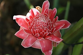 花,粉紅色,粉紅色的花