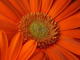 非洲菊,雛菊,花