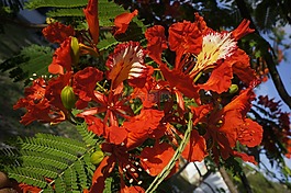 花,皇家凤凰木,热带