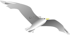 鴿子,海軍,鳥