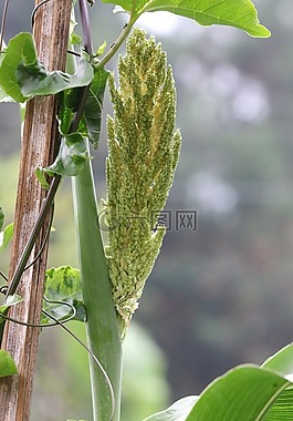 高粱,農(nóng)業(yè),自然