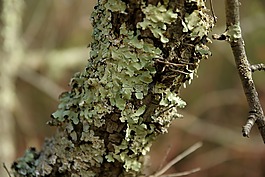 泡沫,行李箱,青苔