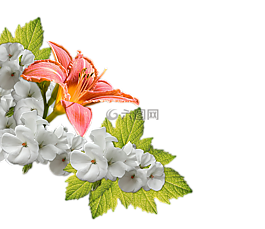 鮮花,花束,裝修