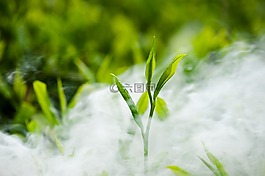 茶,綠茶,茶葉