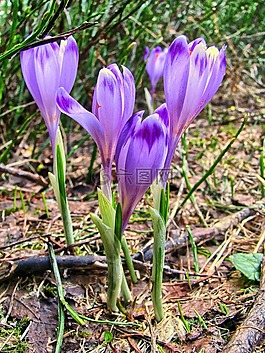 krokus,鲜花,春