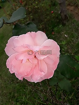 花,粉紅色,玫瑰花瓣