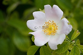 鮮花,性質(zhì),春