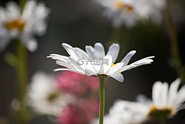 鮮花,瑪格麗特,性質(zhì)