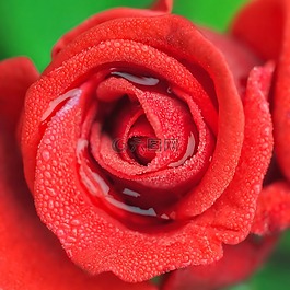 玫瑰,花,花瓣