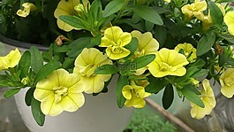 矮牽牛,黃色,植物
