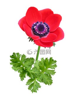 銀蓮花,盛開(kāi),紅色