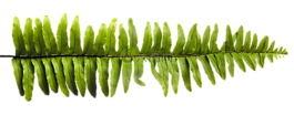 蕨类植物,叶,植物