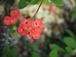 熱帶植物,海棠,鮮花