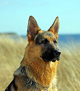 德國牧羊犬,男,肖像