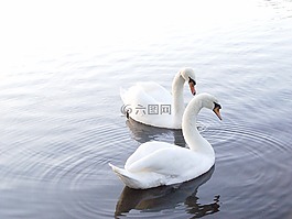 天鵝,湖,自然