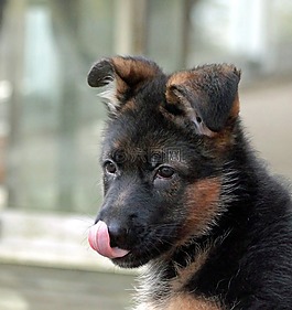小狗,德國(guó)牧羊犬,美味的