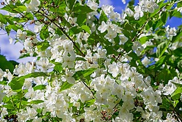 茉莉,灌木叢,夏季