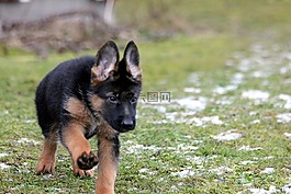 小狗,德國(guó)牧羊犬,德