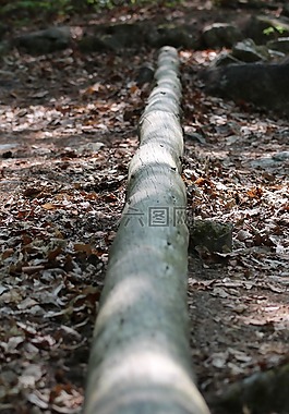 木材,森林,景觀