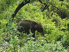 象,野生動物,動物