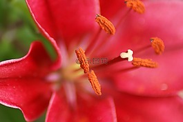 鮮花,宏,雄蕊