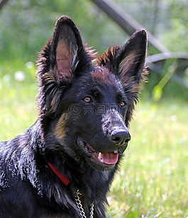 德國(guó)牧羊犬,長(zhǎng)發(fā),童