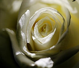 玫瑰,白,開花