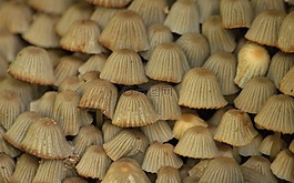 蘑菇,灰色,性質(zhì)