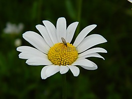 雛菊,開(kāi)花,花