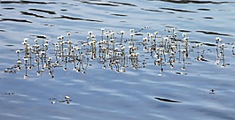 水毛茛,毛茛,hahnenfußgewächs