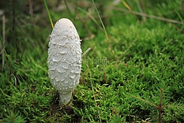 腿蘑,蘑菇,白