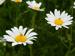 雛菊,開花,花