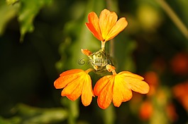crossandra infundibuliformis,爆竹花,kanakambaram 花