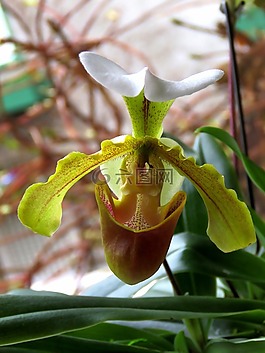 蘭花,綠色蘭花,花