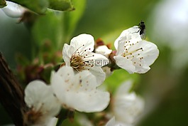 鮮花,關(guān)閉,白