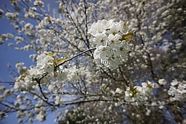 櫻桃,開花,白