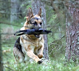 德國(guó)牧羊犬,男,播放