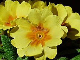 報春花,花,開花