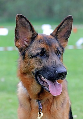 德國牧羊犬,婊子,肖像